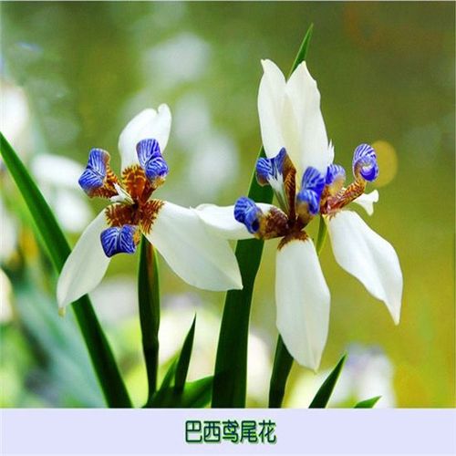 巴西鸢尾兰 阳台庭院盆栽巴西鸢尾兰花 玉蝴蝶易养活植物四季常绿