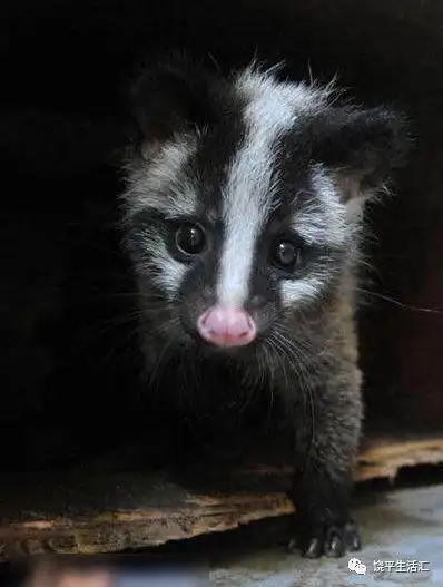 二级保护动物_网易订阅