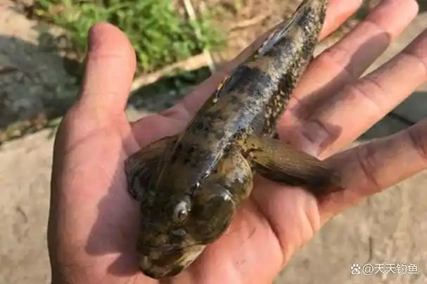 塘鳢学名沙塘鳢,长江流域和以南的地区分布非常多,其实跟鲫鱼类似,看