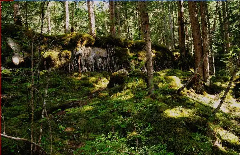 【原始森林摄影图片】生态摄影_太平洋电脑网摄影部落