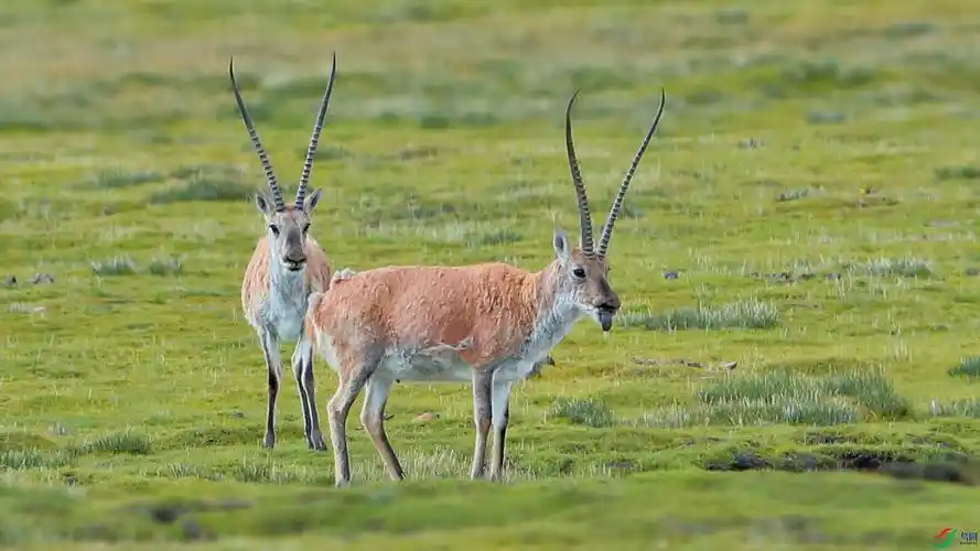 国家一级保护野生动物—《藏羚羊》