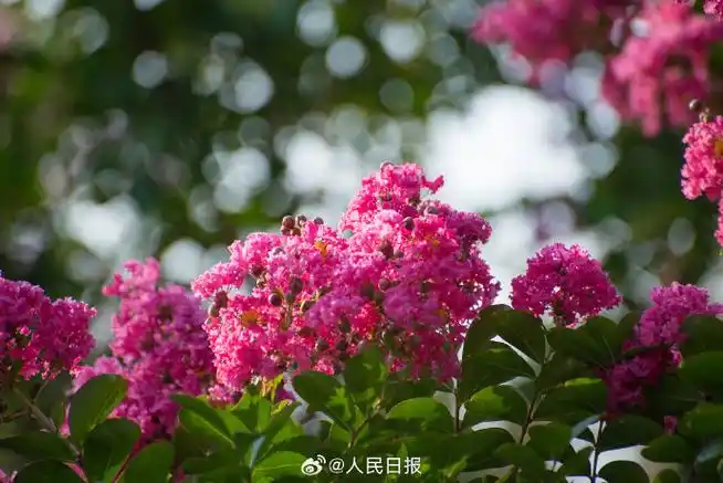 紫薇花盛开浪漫感满格##这组图建议转到相亲相爱一家人群里