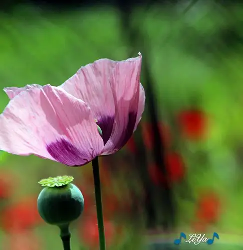美丽的罂粟花