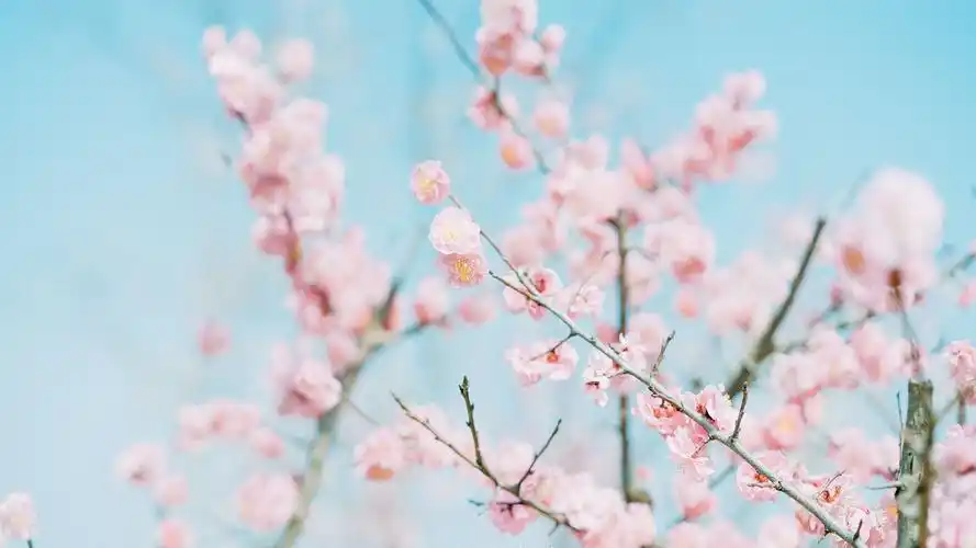 小清新,植物图片,唯美,小清新,花卉,植物,桃花,电脑壁纸,壁纸小清新