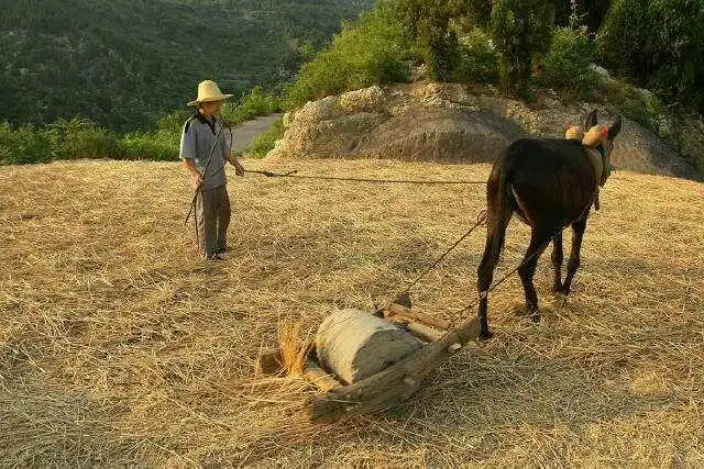 《回不去的农村童年》作者:王永波