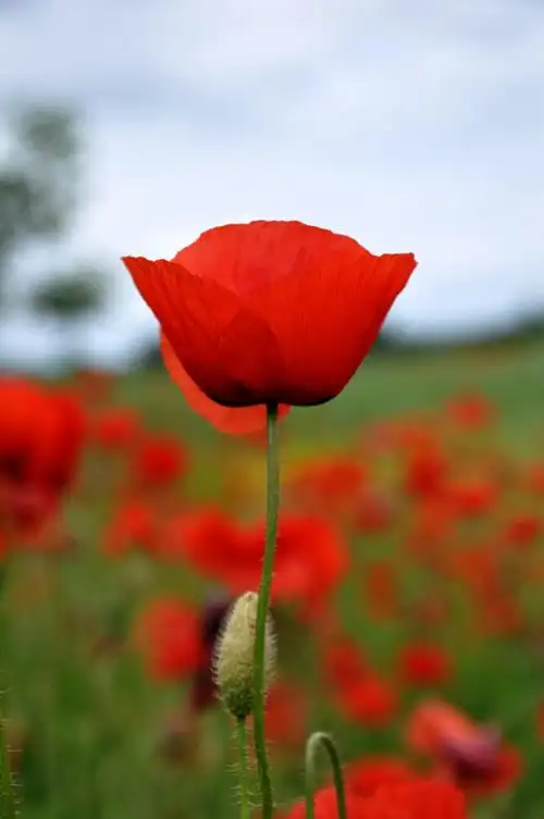 罂粟,夏季,自然,字段