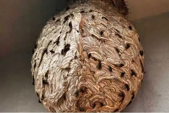 悲惨的马蜂窝-齐鲁晚报·齐鲁壹点