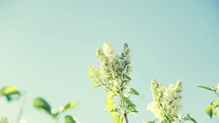 桌面壁纸 植物壁纸 小清新植物微距摄影高清宽屏桌面壁纸 2017-12-08