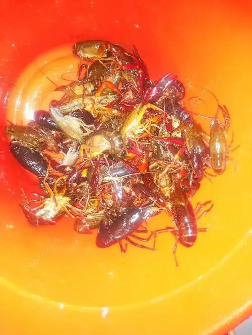 昨天有个两斤,今天晚上钓的龙虾,有三斤了,还是小龙虾好钓.