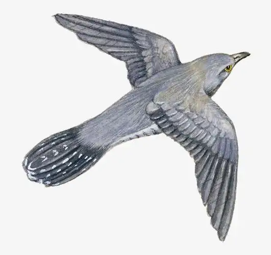 关键词 : 飞翔,小鸟,鸟类,飞禽,布谷鸟