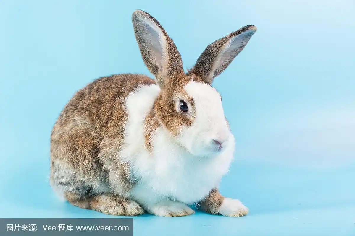 靠近毛茸茸的兔子坐在蓝色的背景,兔子耳朵设置