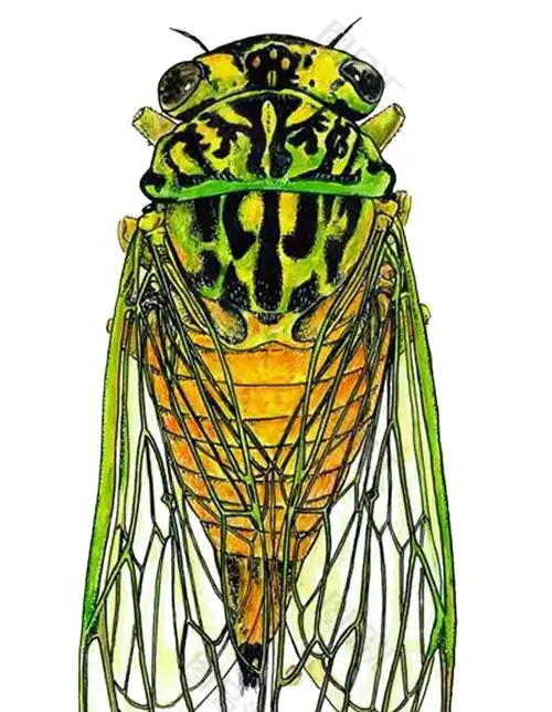 手绘蝉