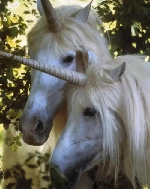 有的还长着一双翅膀.甚至,有的独角兽还是黑色的.