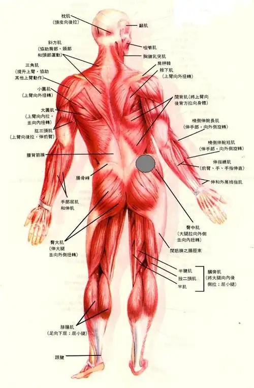 本人28岁,最近运动完之后感觉腰后部下方有疼痛感,貌似是肌肉拉伤的