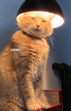 他来了他来了他来了今日最"狗"内心得有多少小公举最后几秒那个歪头杀