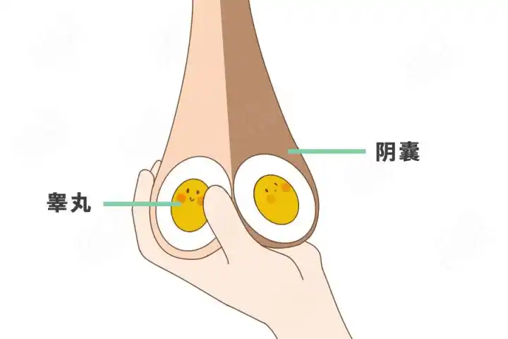 男性的蛋蛋为啥一高一低?这么重要的器官为啥不隐藏深一点?