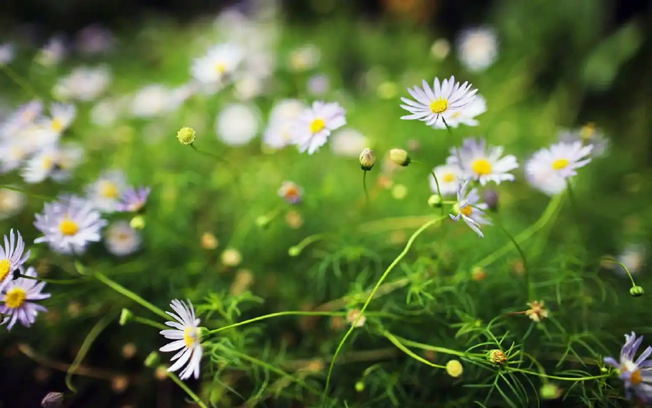 超清护眼花卉摄影图片电脑壁纸