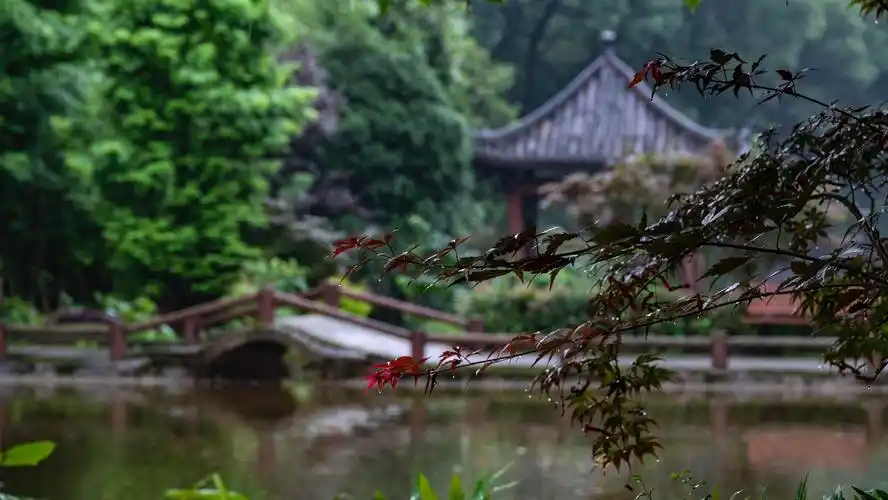 珍珠佛莲 静心养眼