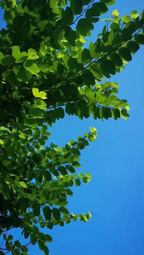 随拍蓝天绿叶丫