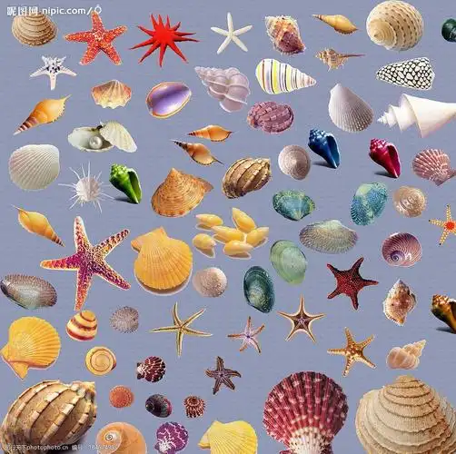 漂亮贝壳图片