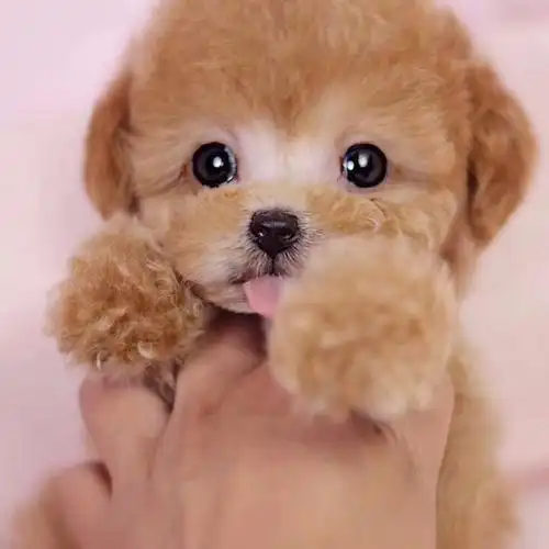 宠物狗茶杯犬活体 超小型_纯种泰迪犬幼犬活体宠物狗狗真狗茶杯泰迪