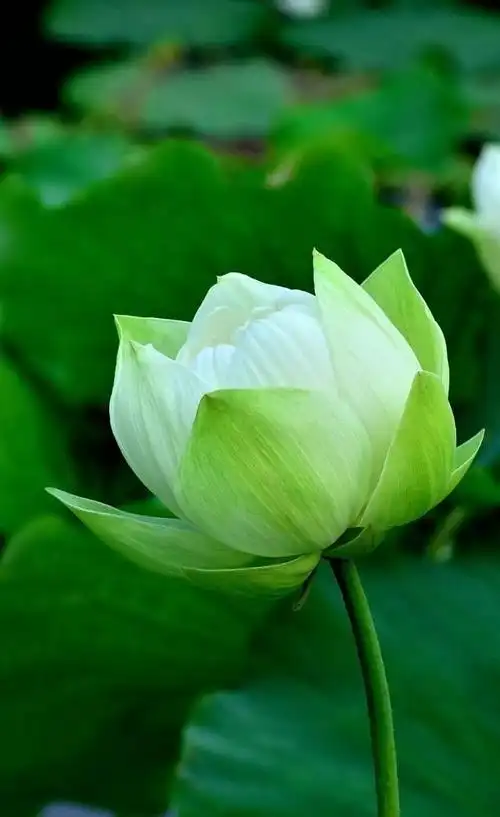 龙树菩萨梦中示现劝我念佛往生极乐世界