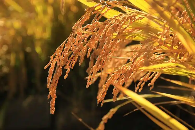 丰收. - 风光摄影 - 北晚新视觉 - powered by discuz!