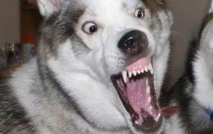 哈士奇gif呲牙gif凶恶gif瞪眼睛gif