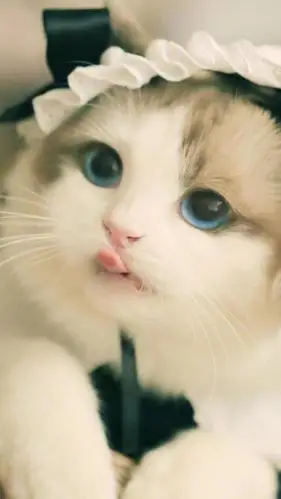 治愈系可爱呆萌小猫咪