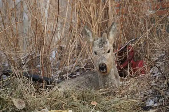 哈巴河县公安局成功救助国家二级保护动物狍子
