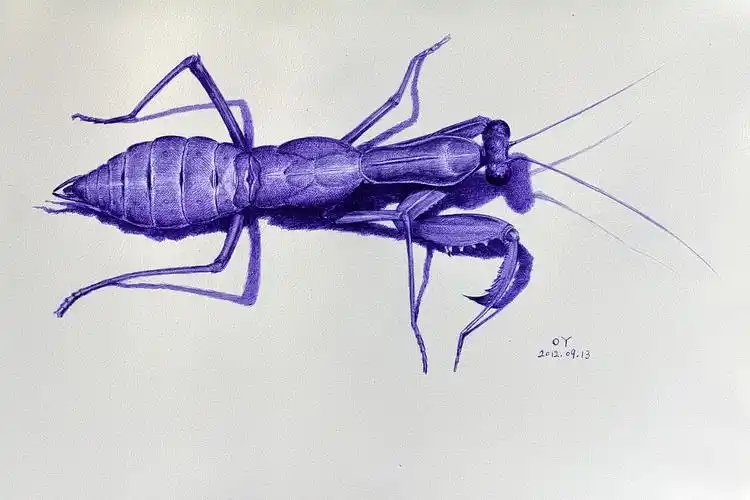 oy手绘:一些螳螂