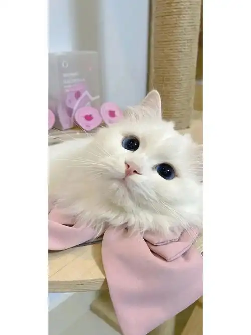 壁纸##猫咪
