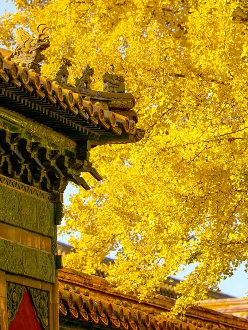 紫禁城延禧宫秋色