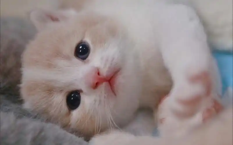 治愈系-近距离奶猫舔爪儿