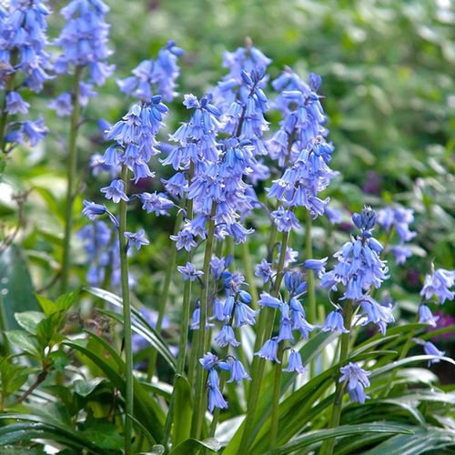 四季新品西班牙蓝铃花盆栽蓝雪花植物多年生阳台庭院蓝色花卉包邮