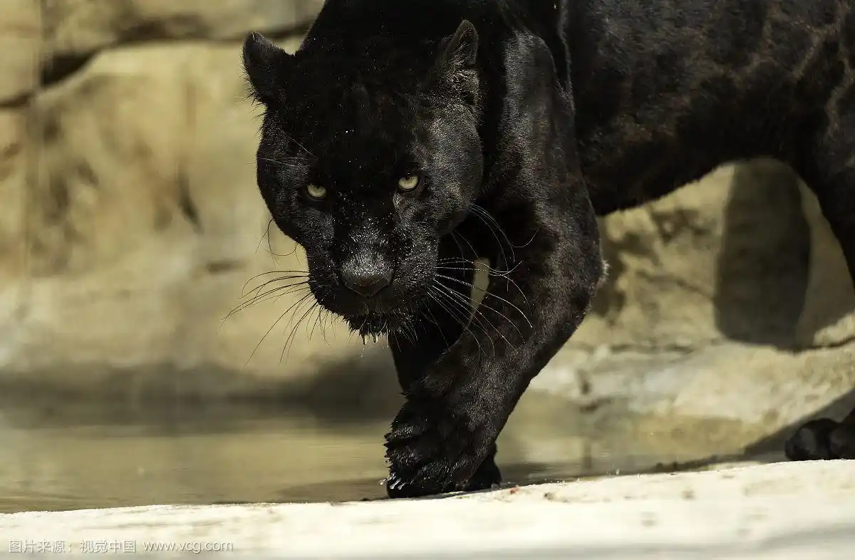 看到行走的黑色美洲豹