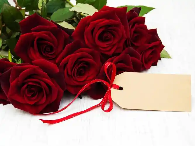 红玫瑰,浪漫,礼物 iphone 桌布