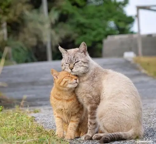 恋人猫咪,一切都是爱你的形状