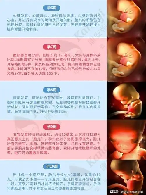 孕1-40周宝宝发育全过程|3d彩超高清版6015|孕妈|怀孕|胎儿|妊娠