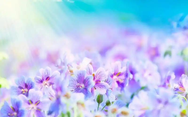 清新花草背景壁纸电脑桌面壁纸下载