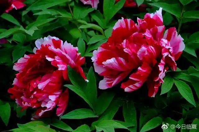 五月最美的牡丹最美的你