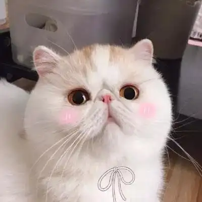 猫咪头像萌图片高清可爱猫咪头像大全