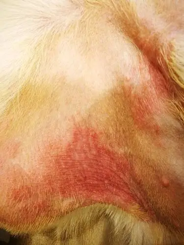 狗狗大腿内侧红了一大片有图.大神帮忙看看