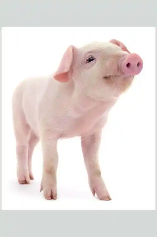 可爱小乳猪白底图片