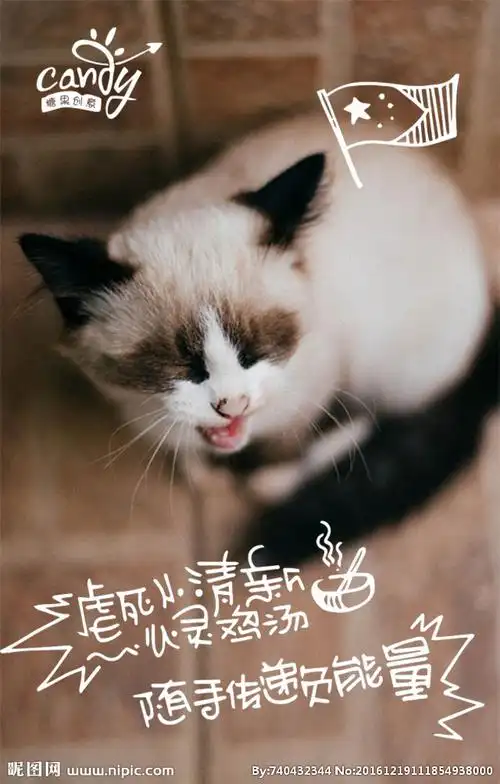 猫海报图片