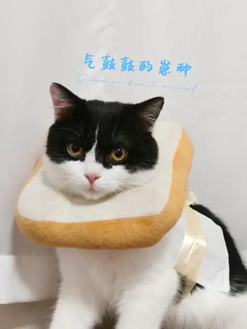 猫猫气鼓鼓到底有多可爱