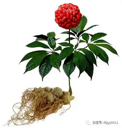 三七属五加科多年生草本植物,因其播种后三至七年挖采而且每株长三个