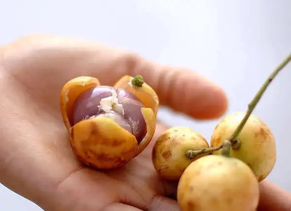 6种奇葩长相水果,全吃过的是大神