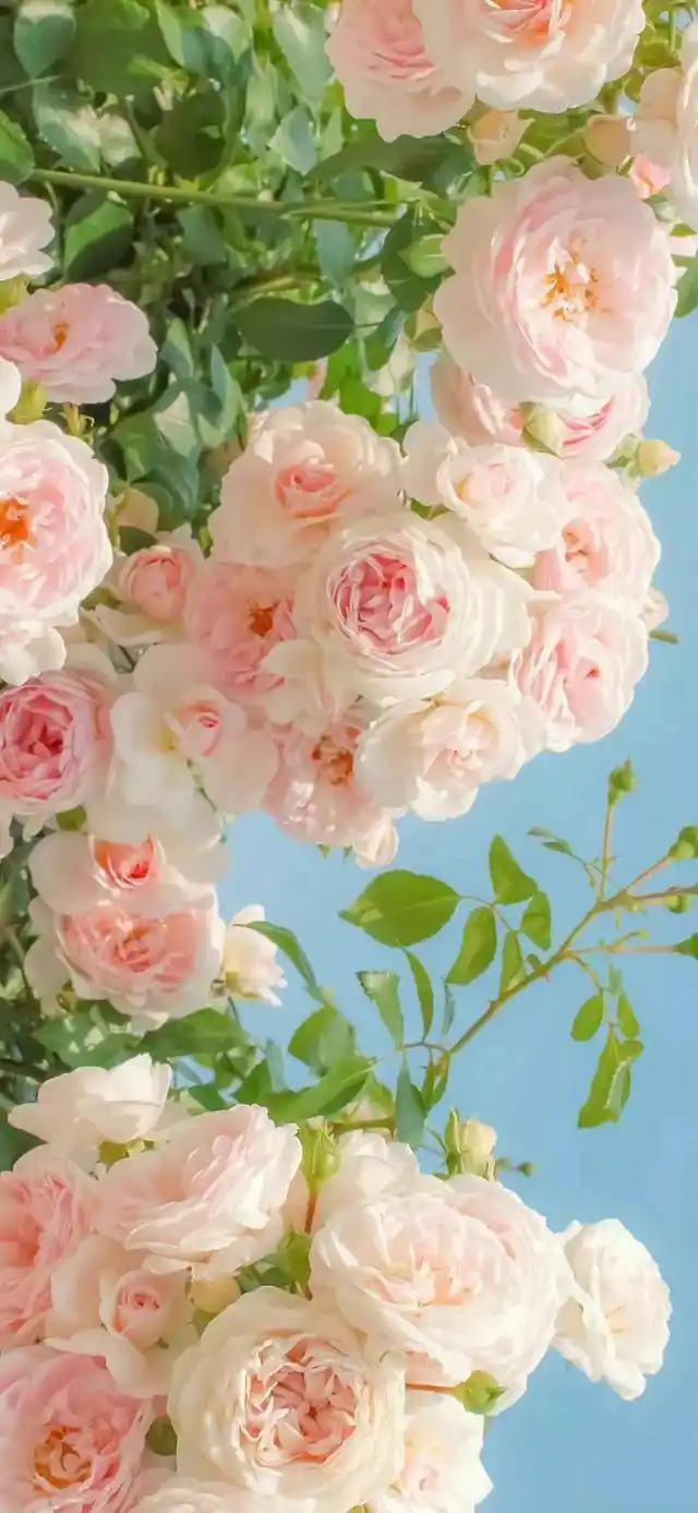 全面屏手机壁纸背景图