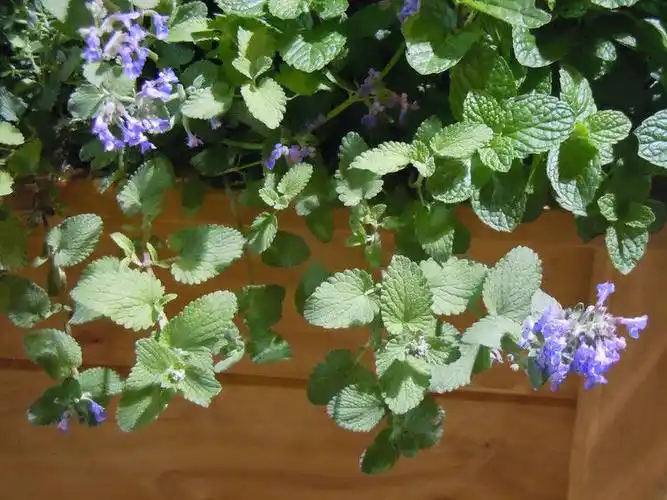 柠檬香蜂草的功效与作用(香蜂草的功效有哪些)